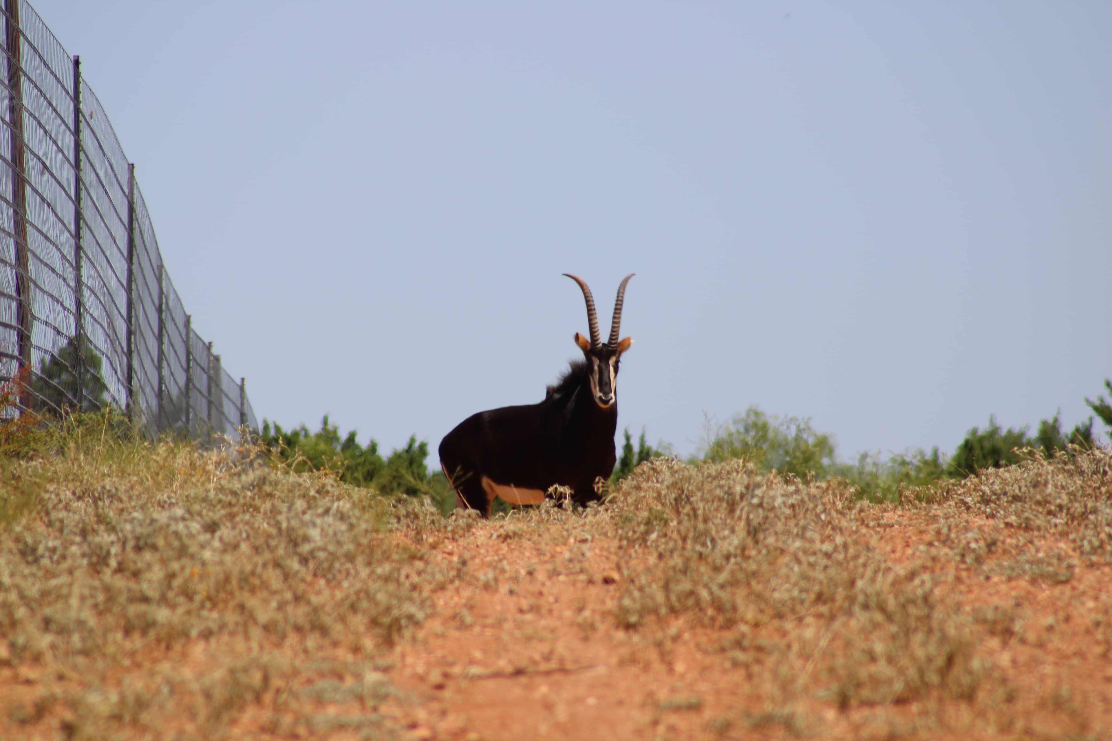 Flying P Ranch - Exotic Animals