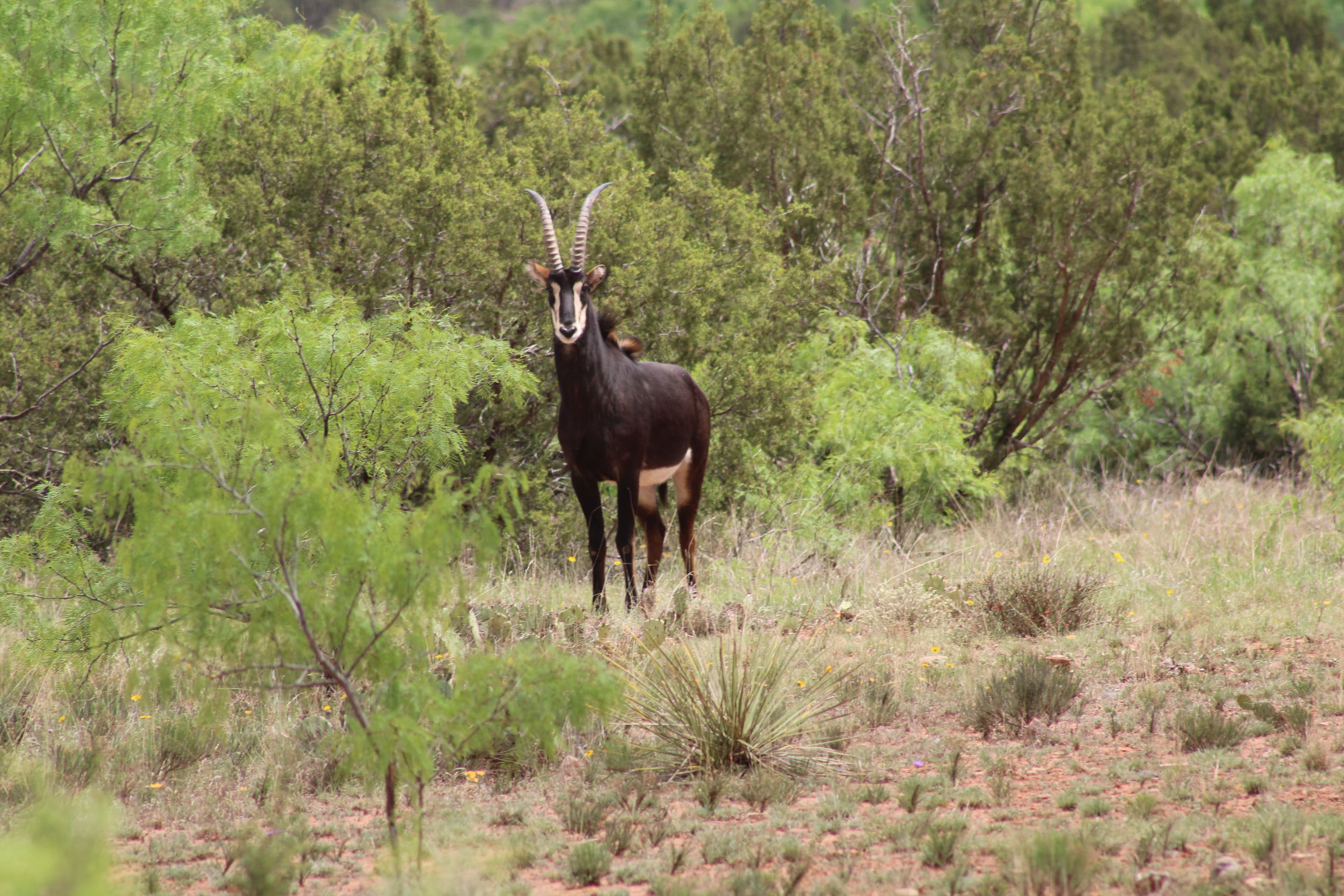 Flying P Ranch - Exotic Wildlife
